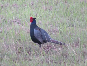 Green Pheasant 富山県射水市 Sun, 6/9/2019