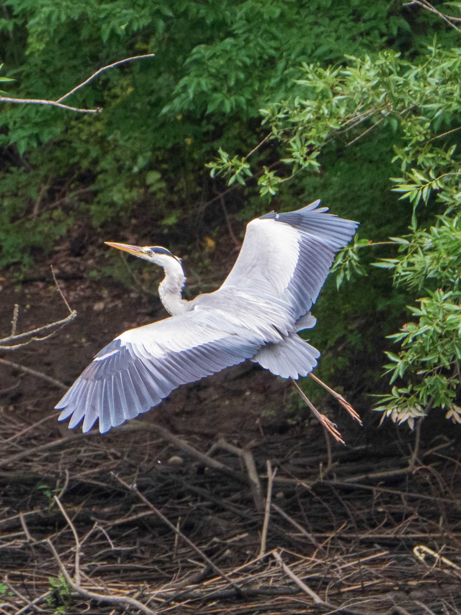 アオサギ