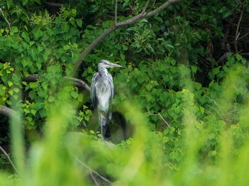 アオサギ 荒川生物生態園(東京都板橋区) 2019年6月9日(日)