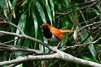 Ryukyu Robin やんばるの森 Mon, 6/3/2019