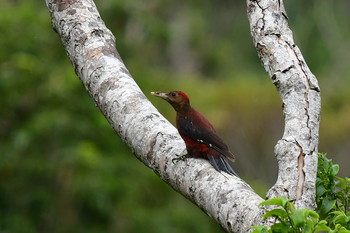 Okinawa Woodpecker やんばるの森 Mon, 6/3/2019