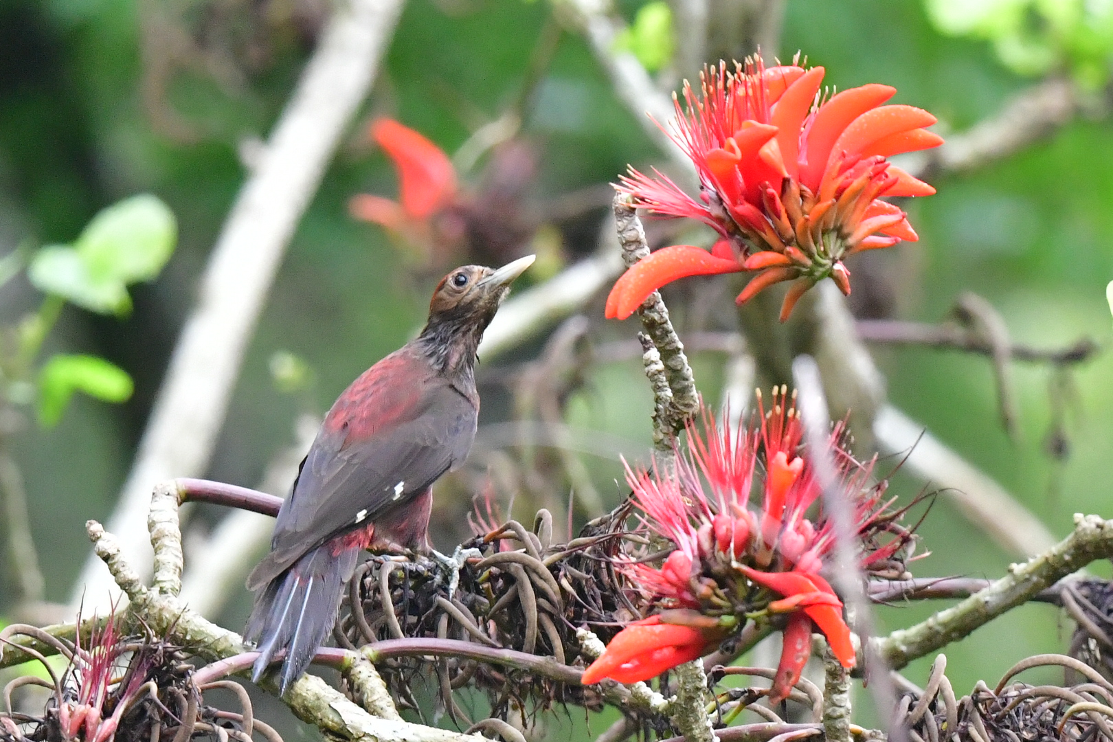 Photo of Okinawa Woodpecker at やんばるの森 by ヒデびたき2906