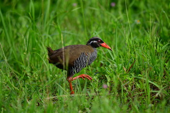 ヤンバルクイナ