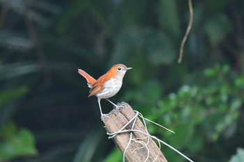 Ryukyu Robin やんばるの森 Tue, 6/4/2019