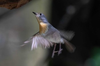 ノドアカヒメアオヒタキ ケーン・クラチャン国立公園 2019年6月2日(日)