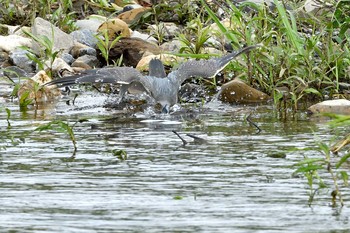 ササゴイ 場所が不明 2019年6月12日(水)