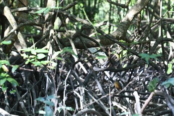 マングローブヤイロチョウ アオパンガー国立公園 2019年2月28日(木)