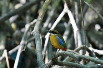 マングローブヤイロチョウ アオパンガー国立公園 2019年2月28日(木)