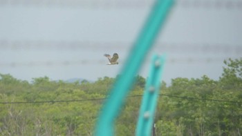 チュウヒ 勇払原野 2019年6月12日(水)