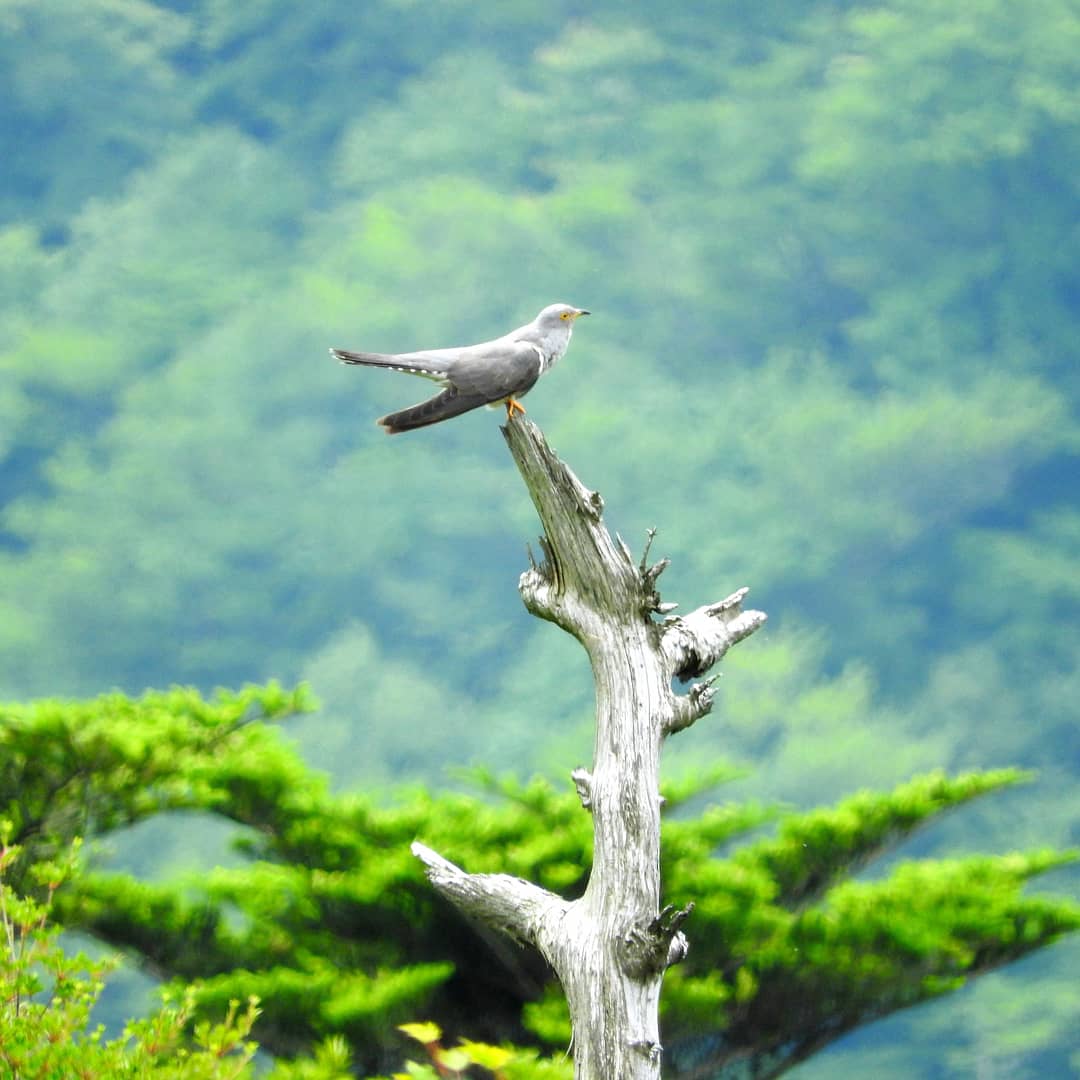 雲仙仁田峠 カッコウの写真 by M Yama