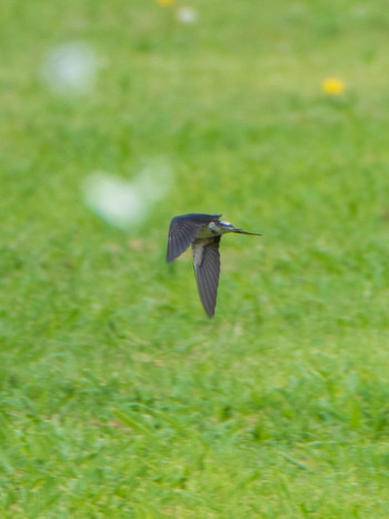 ツバメ 荒川生物生態園(東京都板橋区) 2019年6月9日(日)