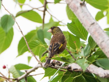 カワラヒワ 荒川生物生態園(東京都板橋区) 2019年6月9日(日)