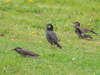 Sun, 6/9/2019 Birding report at 荒川生物生態園(東京都板橋区)