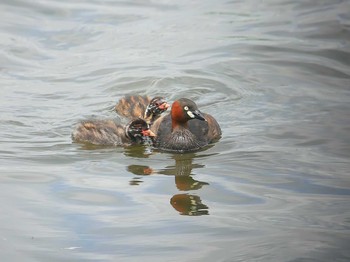 Little Grebe 手賀川 Tue, 6/11/2019