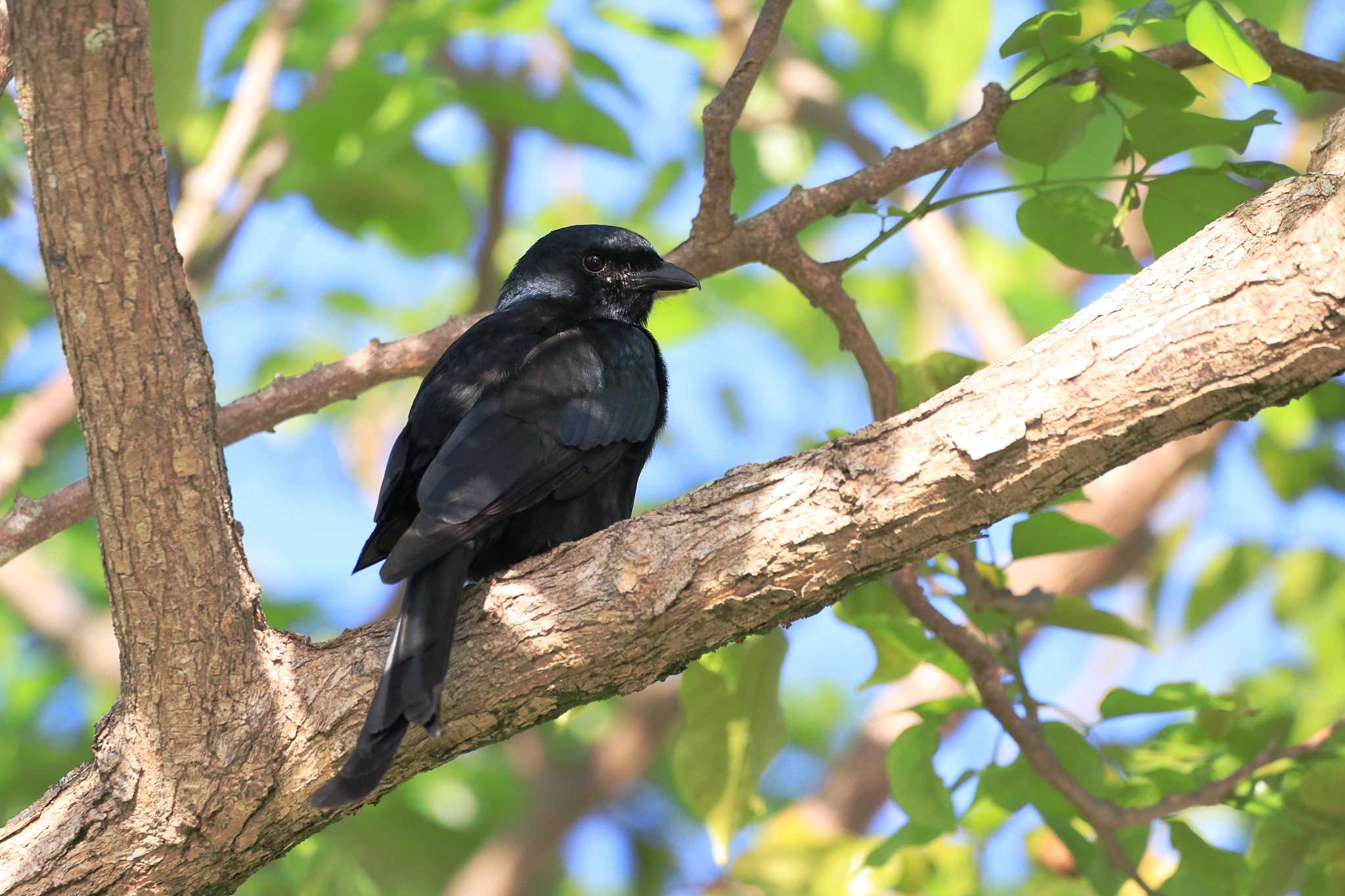 Photo of Black Drongo at Antonio B. Won Pat International Airport (Guam) by とみやん