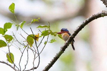 Banded Kingfisher Kaeng Krachan National Park Sat, 6/1/2019