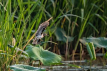 Greater Painted-snipe 福岡県 Thu, 6/6/2019