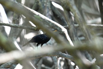 Blue Whistling Thrush Ao Phang-nga NP Thu, 2/28/2019