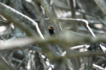 オオルリチョウ アオパンガー国立公園 2019年2月28日(木)