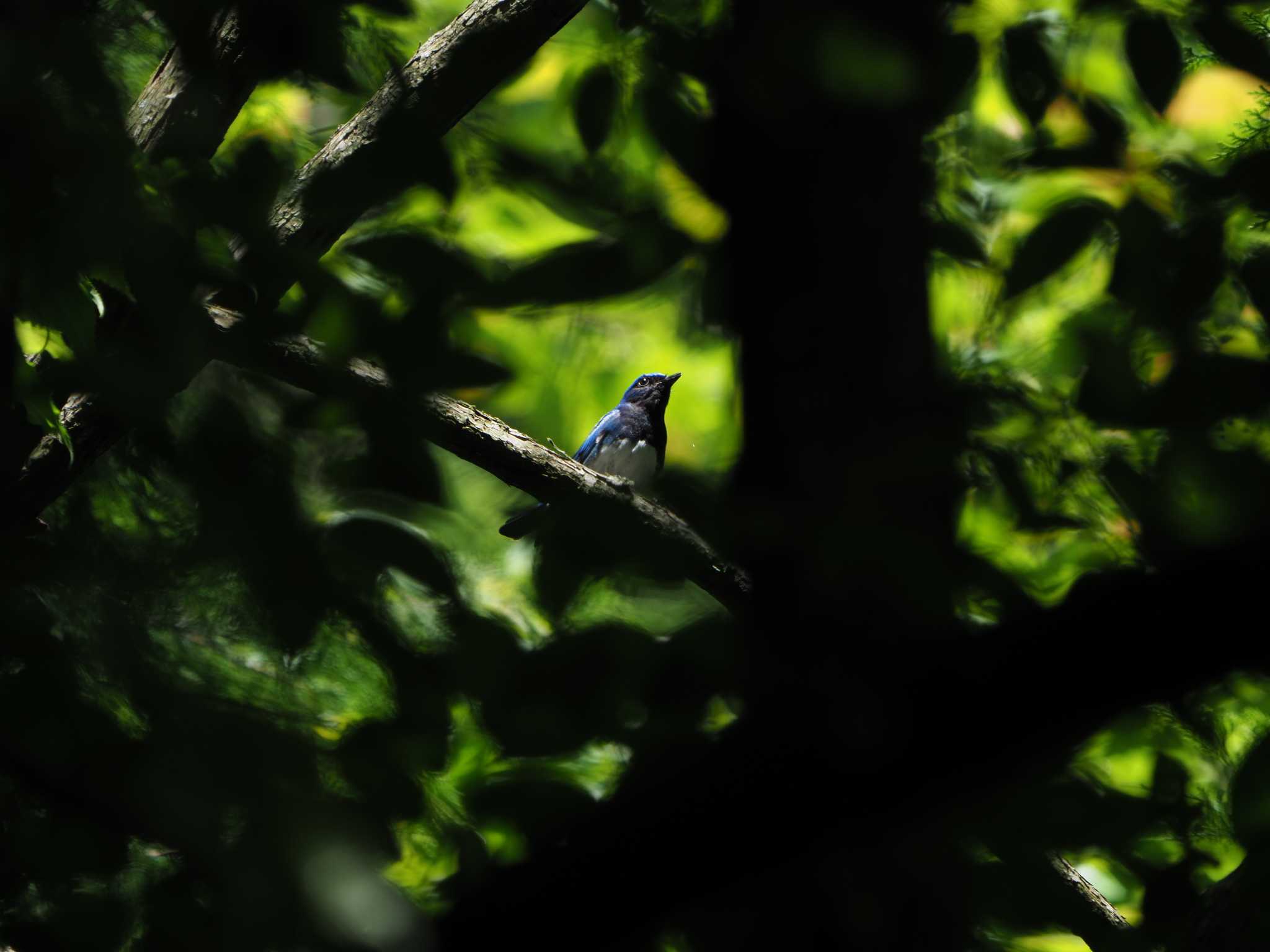 Photo of Blue-and-white Flycatcher at 数馬〜檜原都民の森 by ふなきち