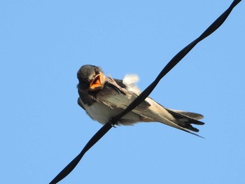 Barn Swallow 知多市 Thu, 6/13/2019