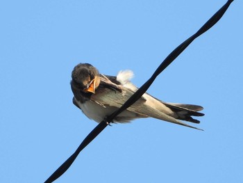 Barn Swallow 知多市 Thu, 6/13/2019