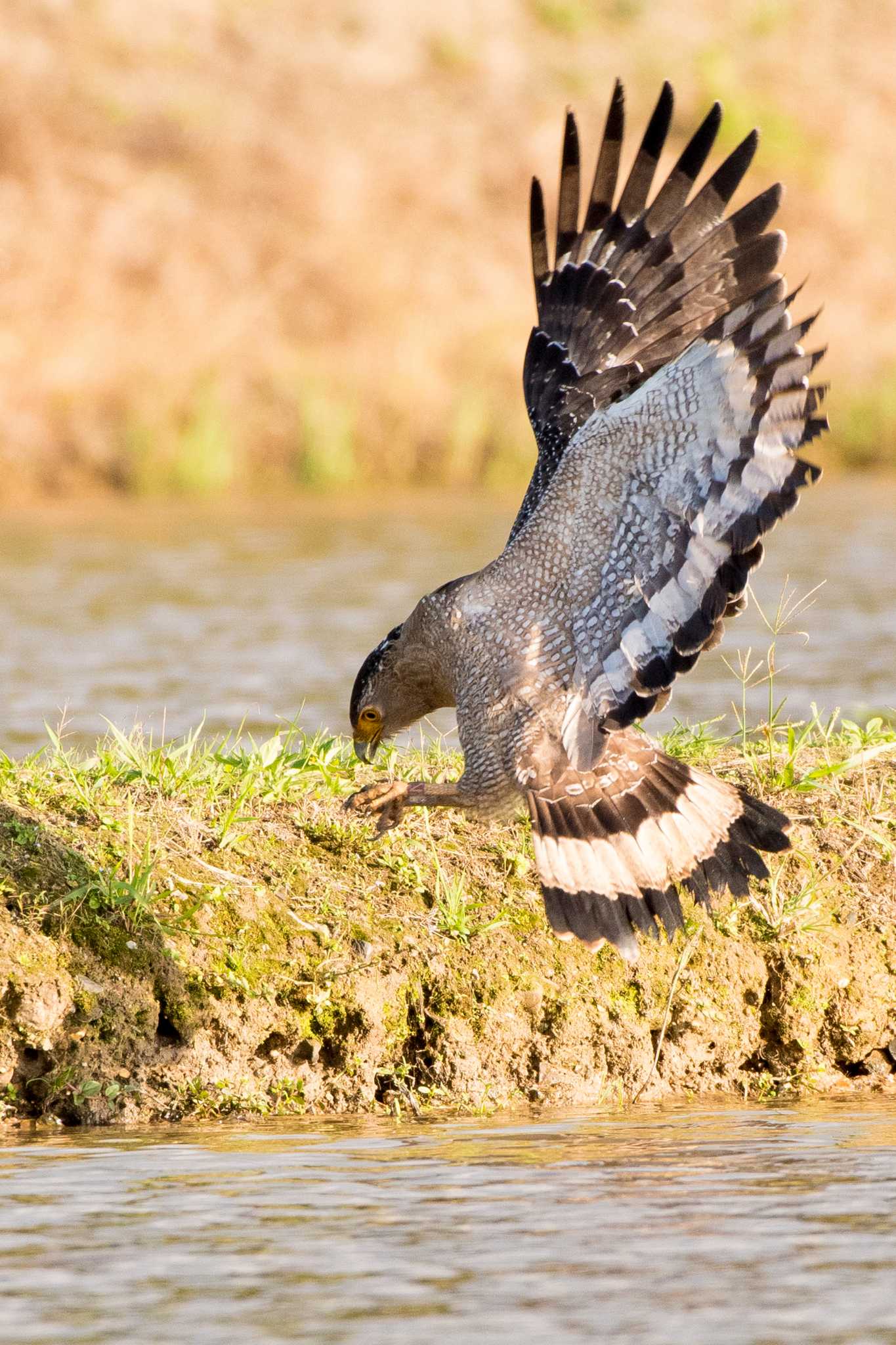 Photo of Crested Serpent Eagle at Ishigaki Island by 石垣島バードウオッチングガイドSeaBeans