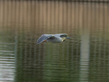 ササゴイ 都立浮間公園 2019年6月9日(日)