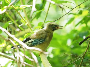 2019年6月13日(木) 檜原都民の森の野鳥観察記録