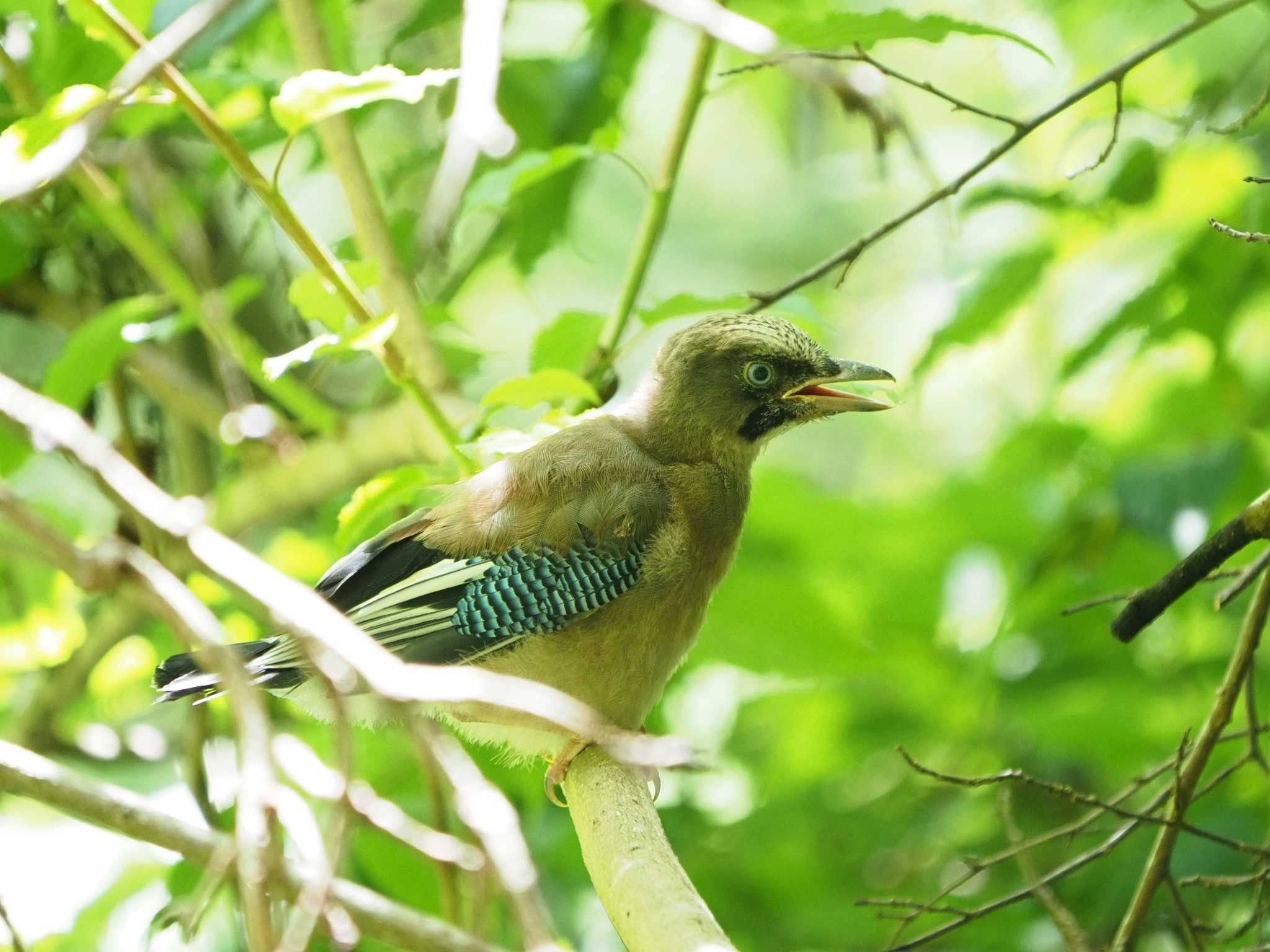 Eurasian Jay