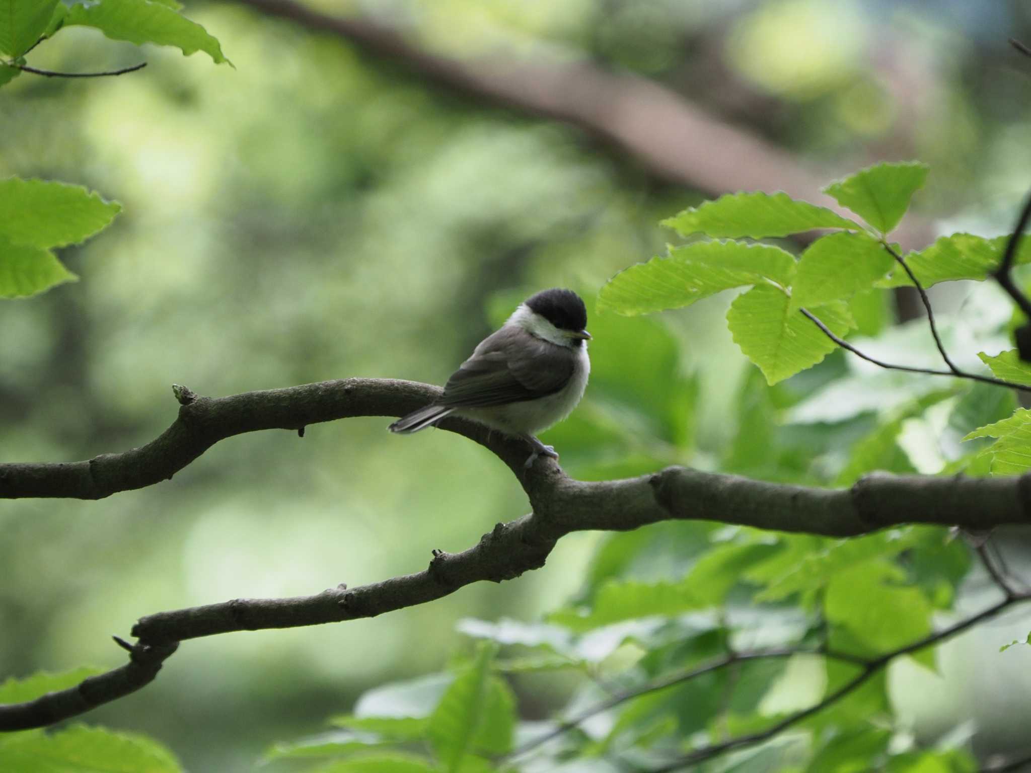 Willow Tit