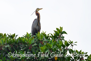 Purple Heron Ishigaki Island Thu, 6/13/2019