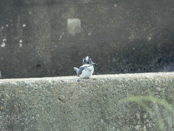 Crested Kingfisher Unknown Spots Wed, 6/12/2019