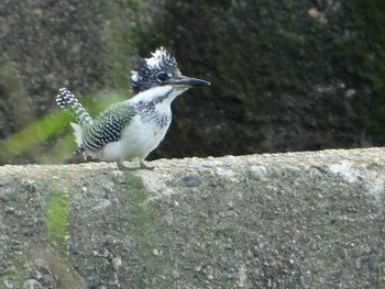 Crested Kingfisher Unknown Spots Wed, 6/12/2019