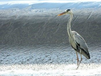 Grey Heron 大田原市 Wed, 6/12/2019