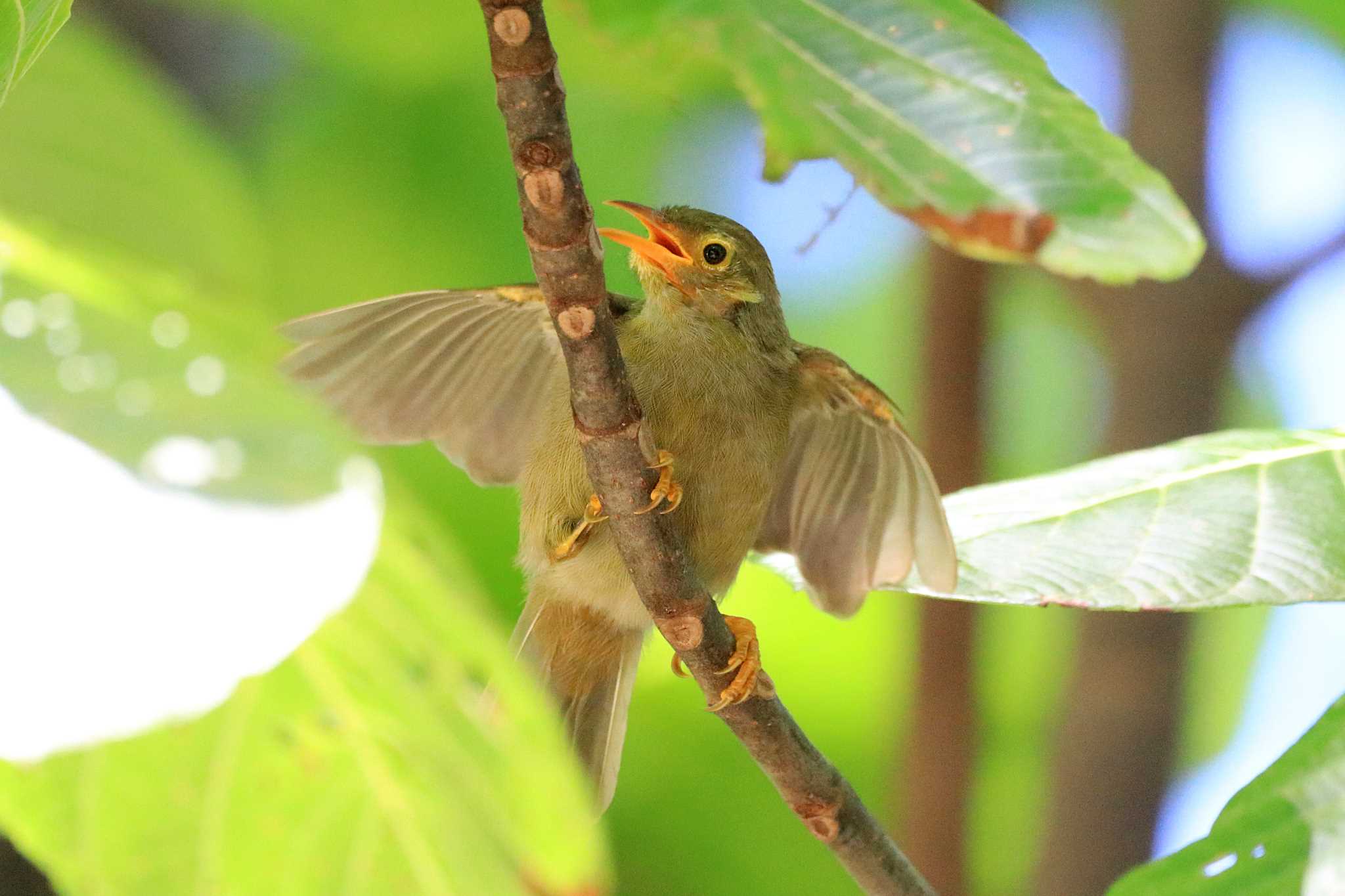 Giant White-eye