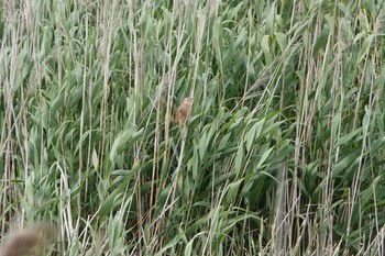 Yellow Bittern Kasai Rinkai Park Fri, 6/14/2019