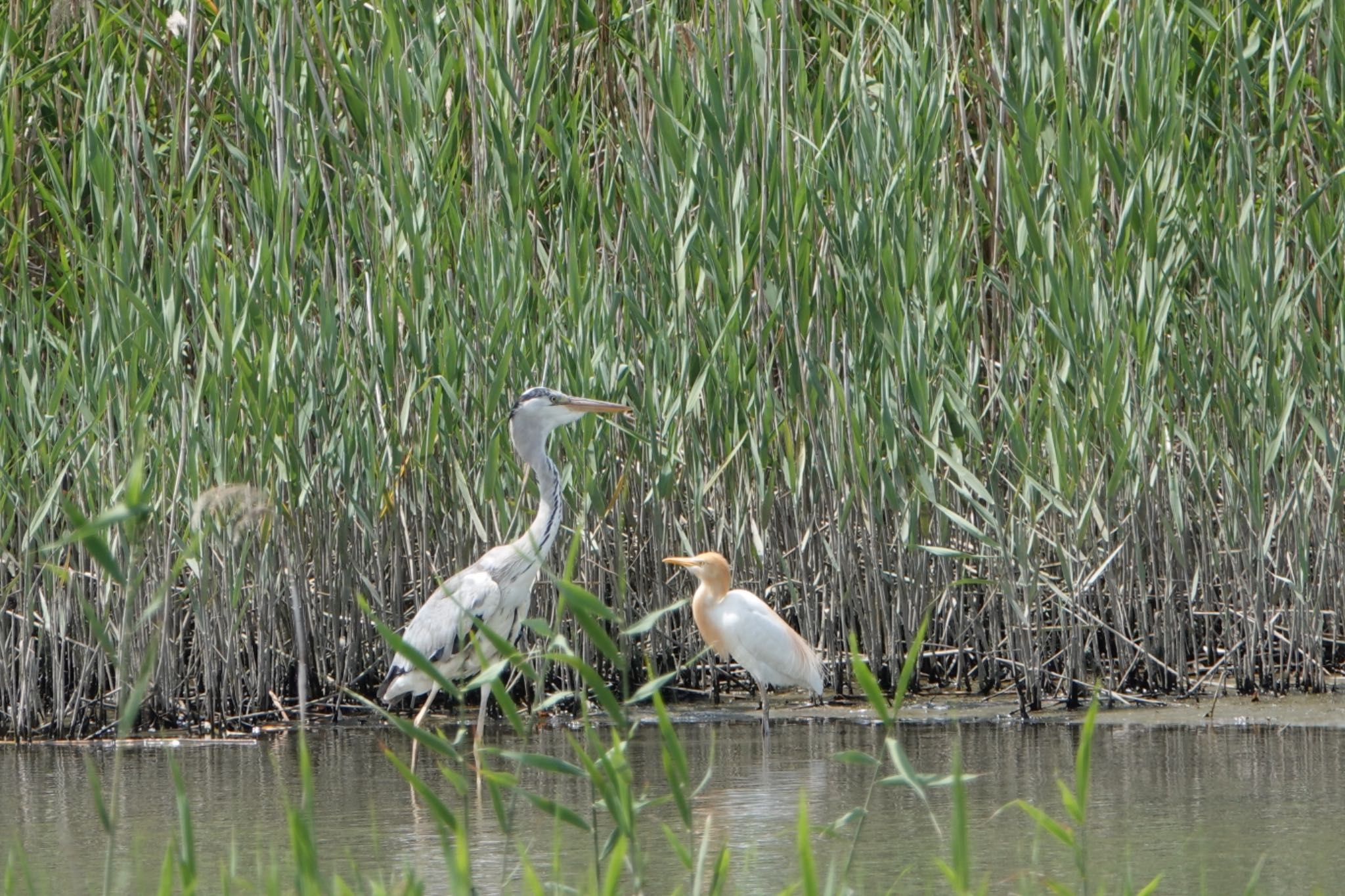 葛西臨海公園 アマサギの写真 by ひじり