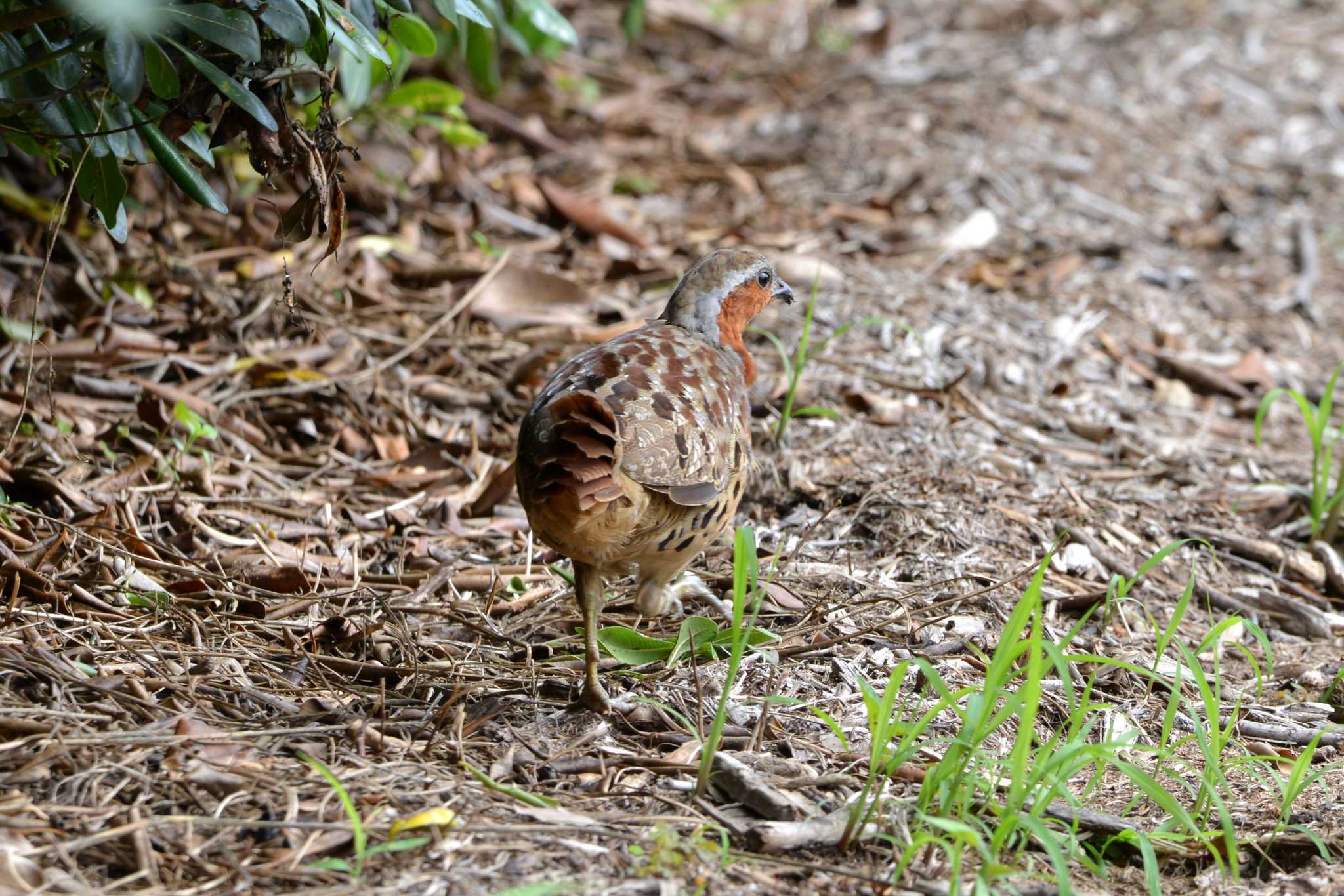 Chinese Bamboo Partridge