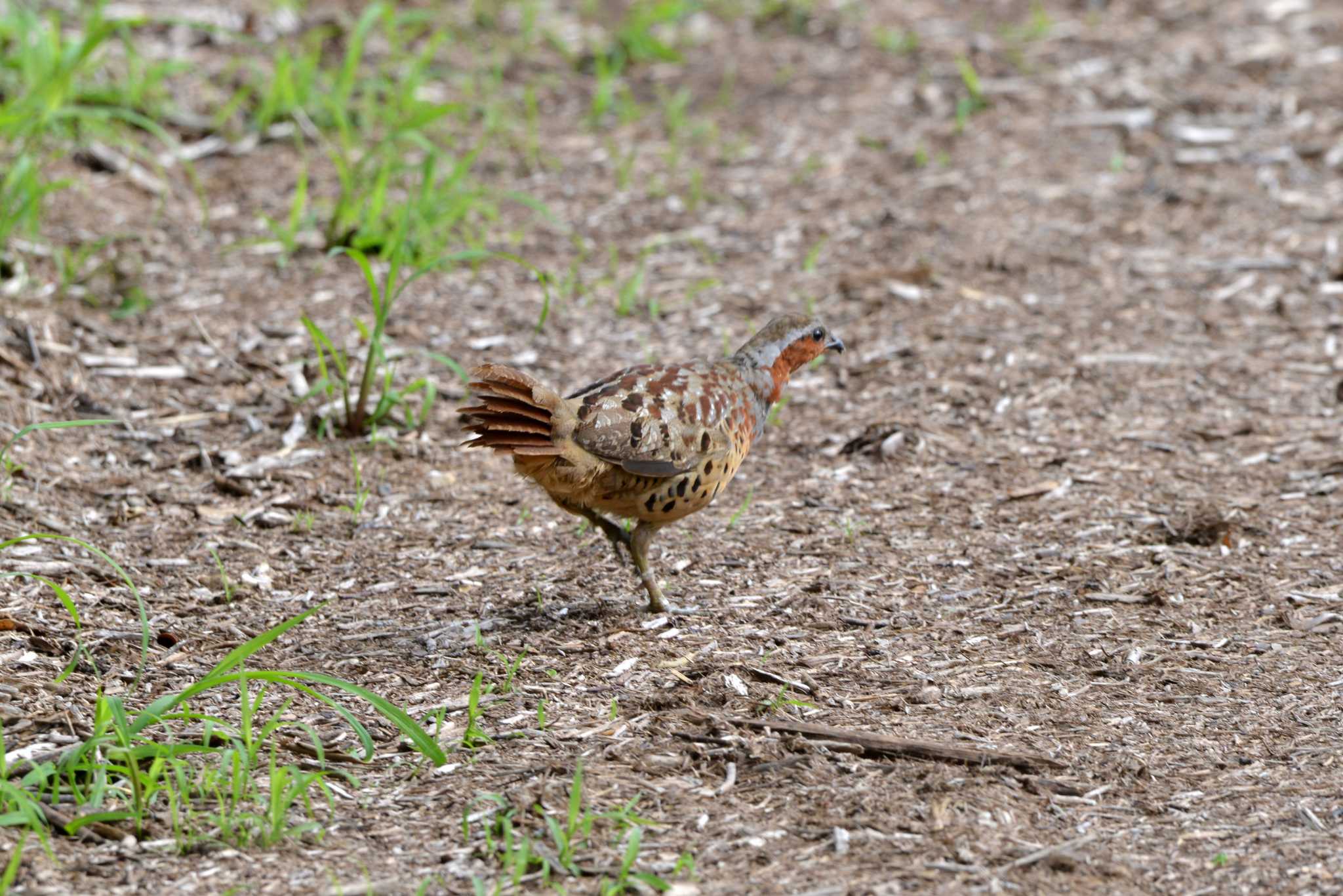 Chinese Bamboo Partridge