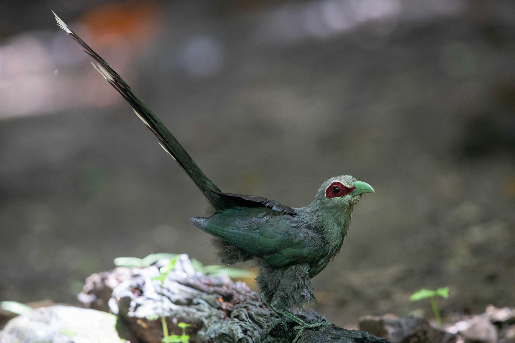 Photo of Green-billed Malkoha at Kaeng Krachan National Park by Trio