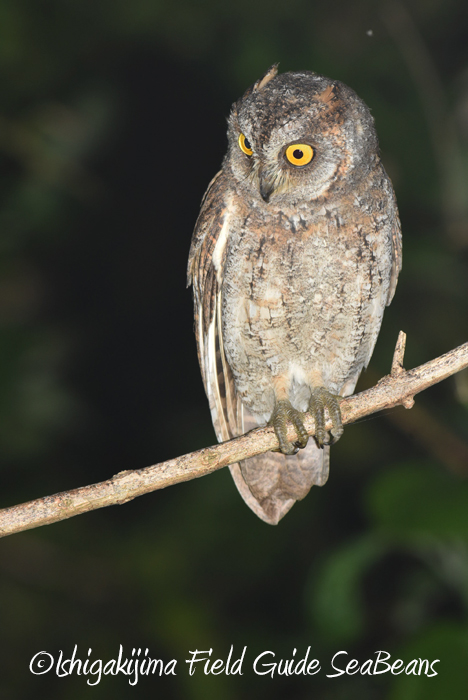 Ryukyu Scops Owl