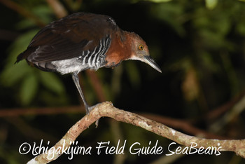 Slaty-legged Crake Ishigaki Island Unknown Date