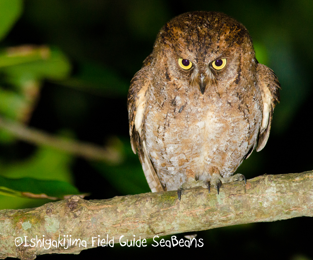 Photo of Ryukyu Scops Owl at Ishigaki Island by 石垣島バードウオッチングガイドSeaBeans