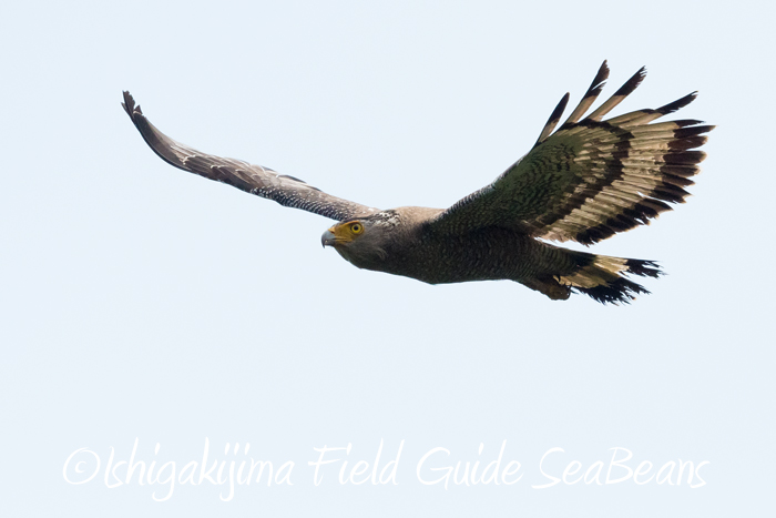 Crested Serpent Eagle