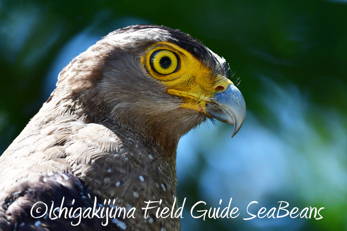 Photo of Crested Serpent Eagle at Ishigaki Island by 石垣島バードウオッチングガイドSeaBeans