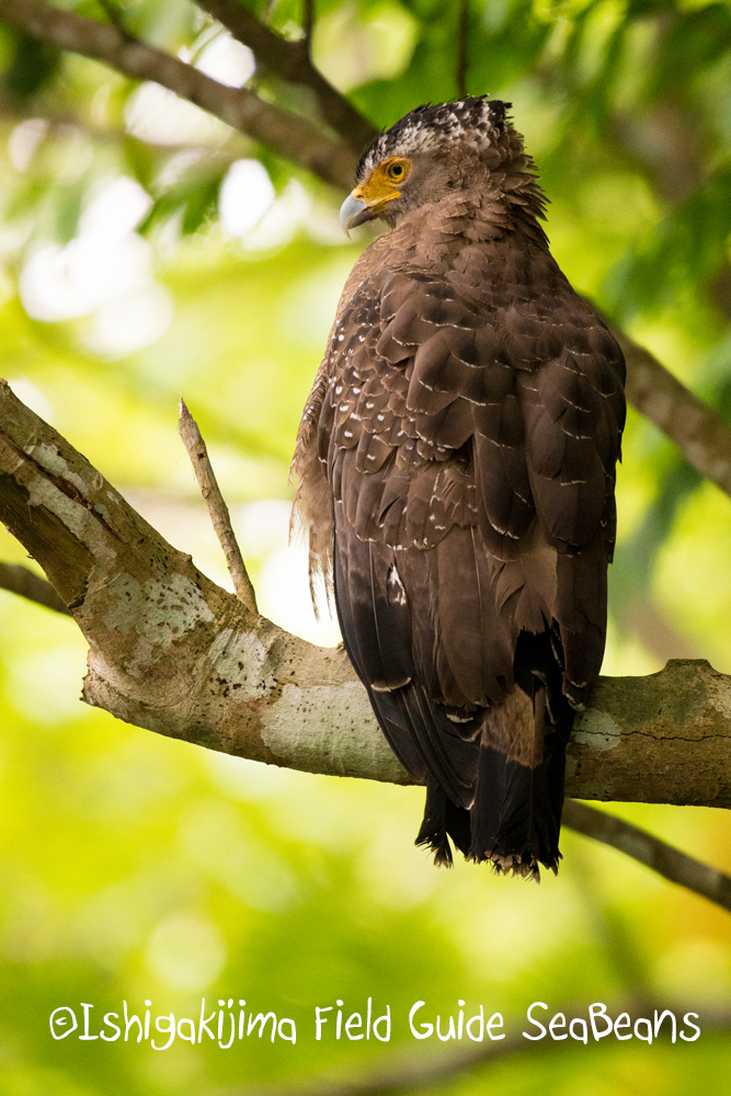 Crested Serpent Eagle