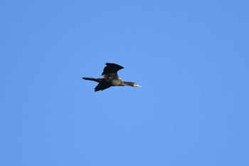 Little Cormorant Ao Phang-nga NP Thu, 2/28/2019