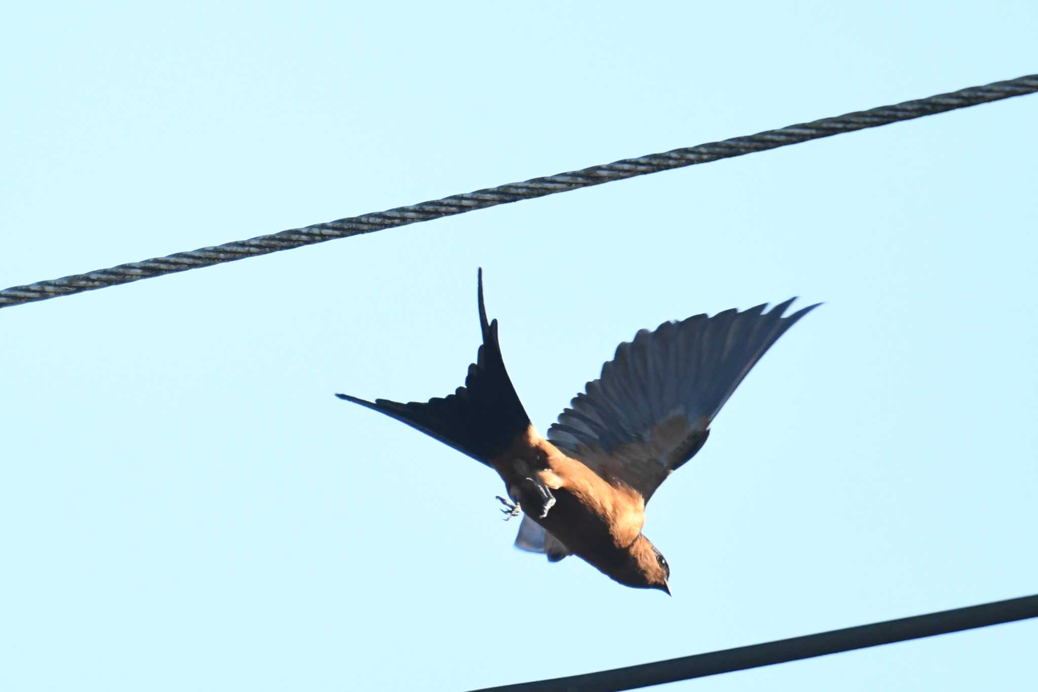 Photo of Rufous-bellied Swallow at Ao Phang-nga NP by あひる