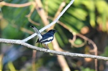 Oriental Magpie-Robin Ao Phang-nga NP Thu, 2/28/2019